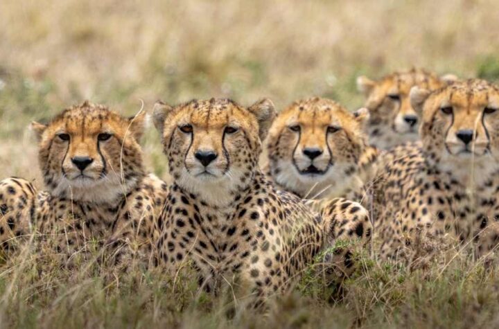 cuccioli di leopardi in primo piano